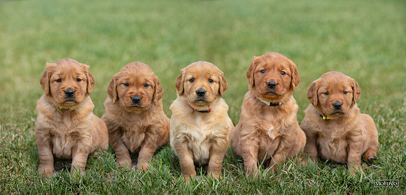 Hilltop Golden Retriever Puppy Group
