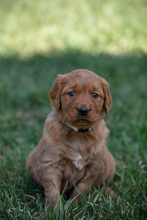 hilltopgoldenretriever_0054