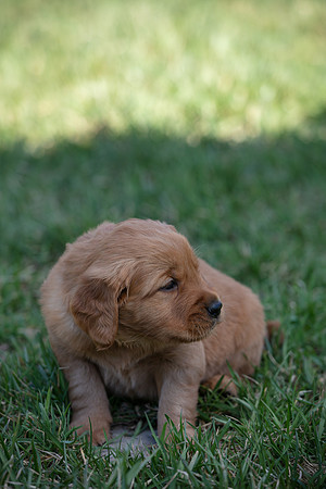 hilltopgoldenretriever_0062