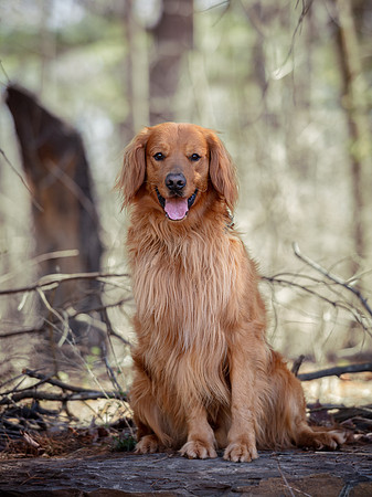 hilltopgoldenretriever_0295