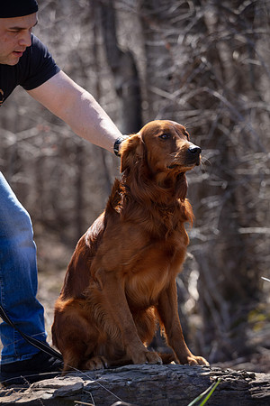 hilltopgoldenretriever_0109