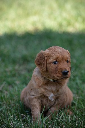 hilltopgoldenretriever_0051