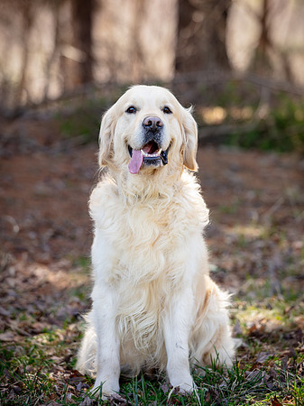 hilltopgoldenretriever_0260
