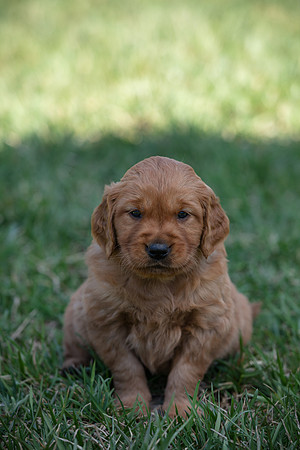 hilltopgoldenretriever_0022