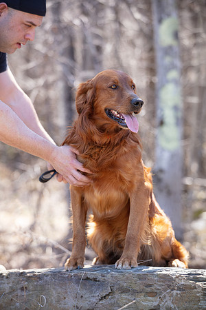 hilltopgoldenretriever_0128