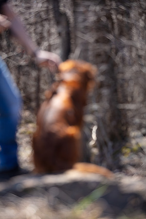 hilltopgoldenretriever_0108