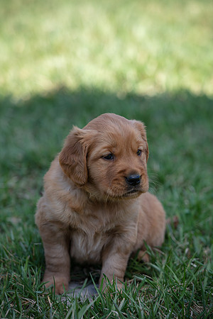hilltopgoldenretriever_0065