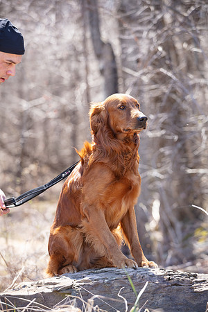 hilltopgoldenretriever_0114