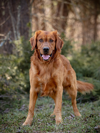 hilltopgoldenretriever_0194