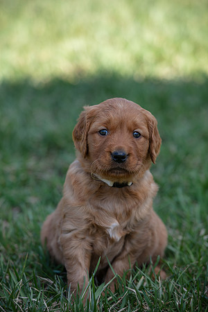 hilltopgoldenretriever_0055