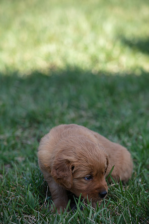 hilltopgoldenretriever_0027