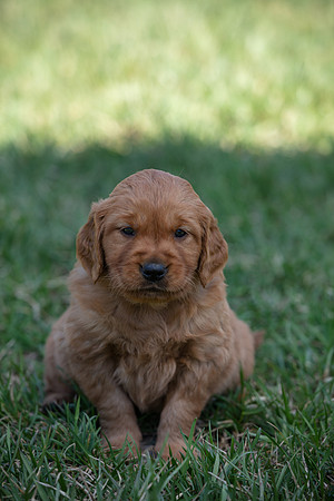 hilltopgoldenretriever_0018