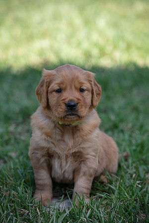 hilltopgoldenretriever_0067