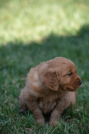 hilltopgoldenretriever_0012