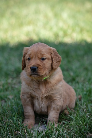 hilltopgoldenretriever_0068