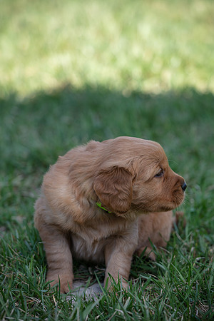 hilltopgoldenretriever_0063