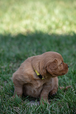 hilltopgoldenretriever_0038