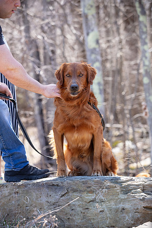hilltopgoldenretriever_0133