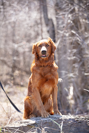 hilltopgoldenretriever_0122