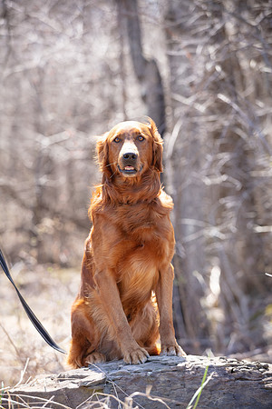 hilltopgoldenretriever_0120