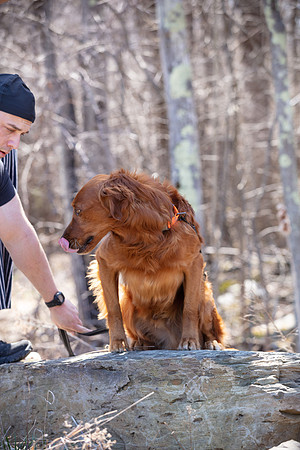 hilltopgoldenretriever_0137