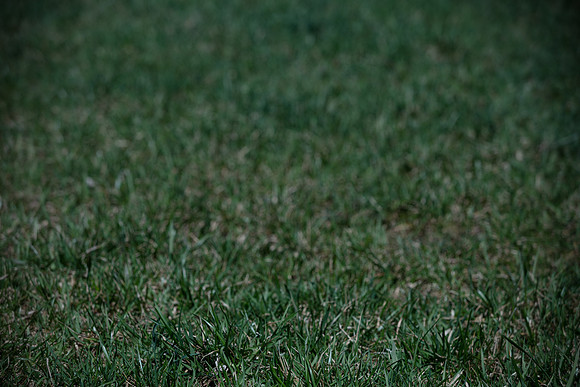 hilltopgoldenretriever_0083