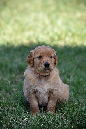 hilltopgoldenretriever_0004