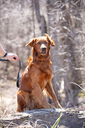 hilltopgoldenretriever_0117