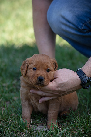 hilltopgoldenretriever_0030