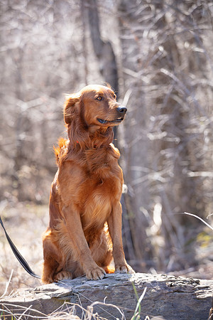 hilltopgoldenretriever_0119