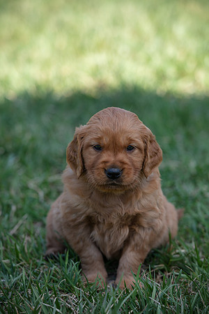 hilltopgoldenretriever_0021