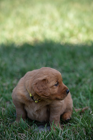 hilltopgoldenretriever_0036