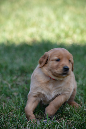 hilltopgoldenretriever_0009