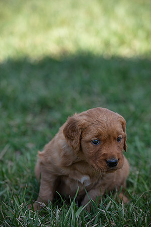 hilltopgoldenretriever_0050