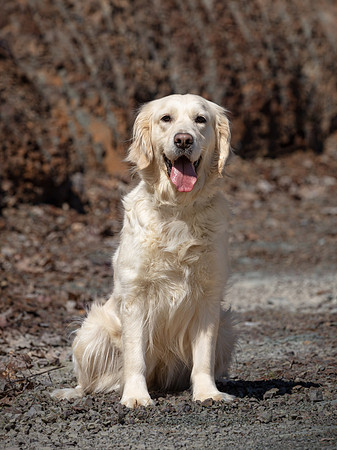 hilltopgoldenretriever_0589