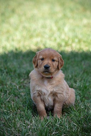 hilltopgoldenretriever_0008