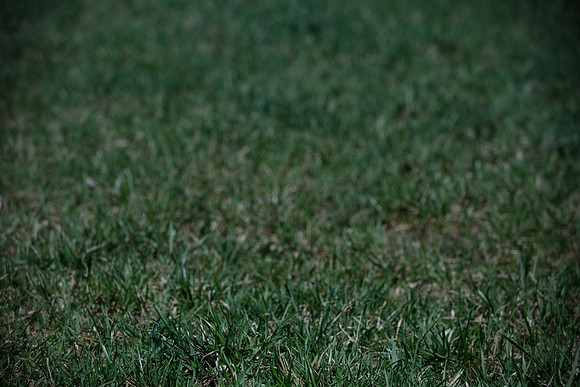 hilltopgoldenretriever_0082
