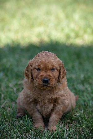 hilltopgoldenretriever_0024
