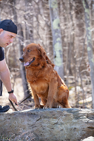 hilltopgoldenretriever_0138