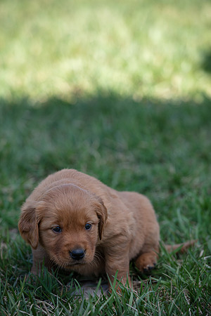 hilltopgoldenretriever_0035
