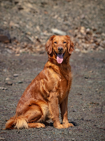 hilltopgoldenretriever_0499