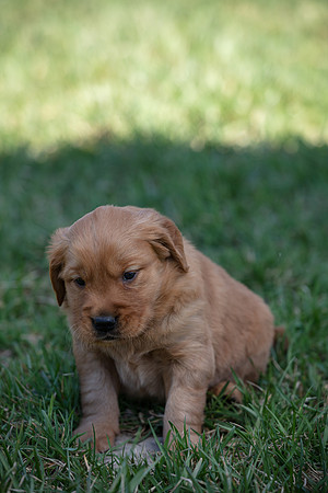 hilltopgoldenretriever_0061
