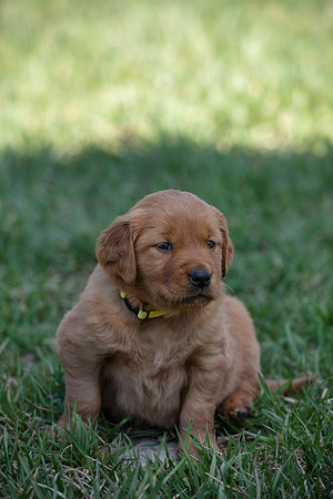hilltopgoldenretriever_0042