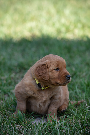 hilltopgoldenretriever_0040