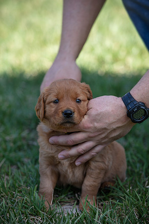 hilltopgoldenretriever_0031