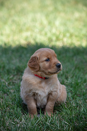 hilltopgoldenretriever_0003