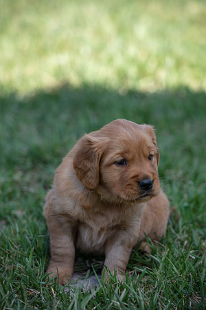 hilltopgoldenretriever_0064