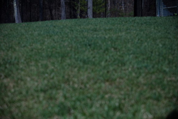 hilltopgoldenretriever_0106