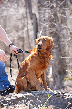 hilltopgoldenretriever_0113