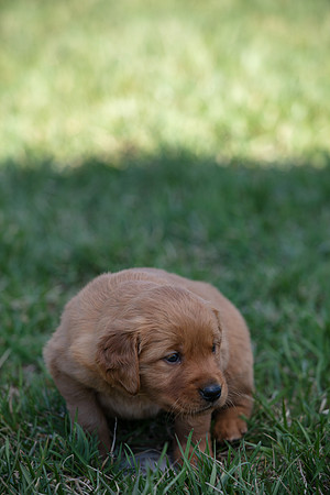 hilltopgoldenretriever_0032